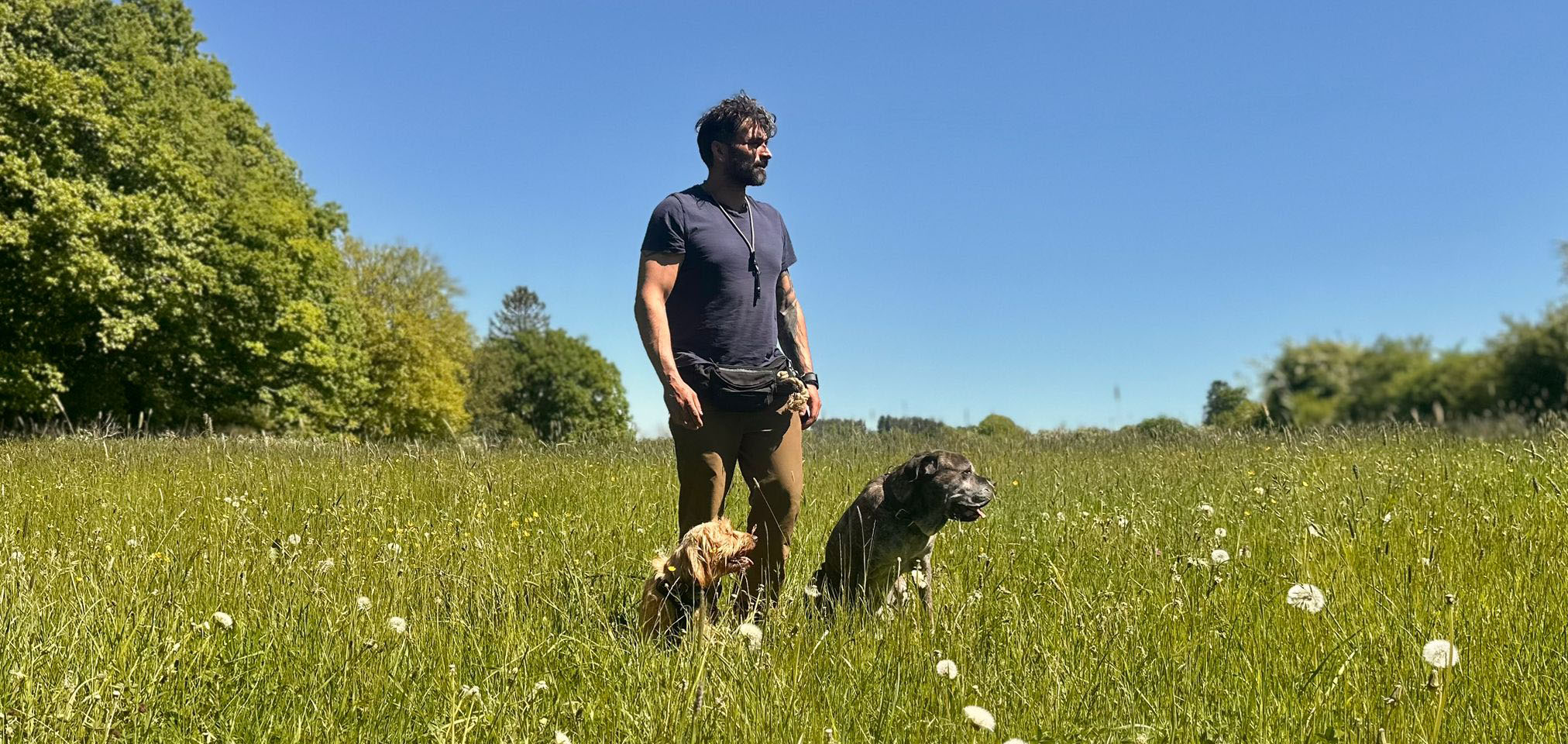 Coach with dogs
